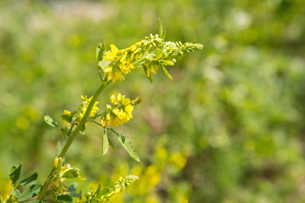 mélilot jambes gonflées par la chaleur