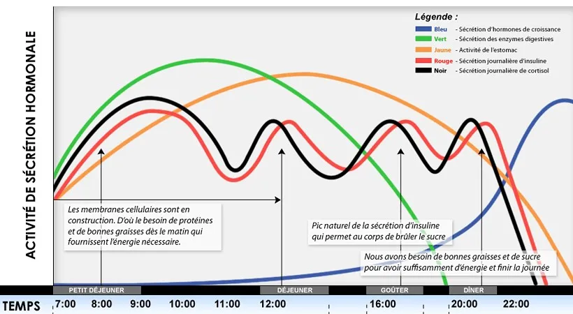 jeûne intermittent 16/8 menu PDF gratuit 
